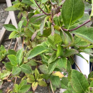 Plant Image
