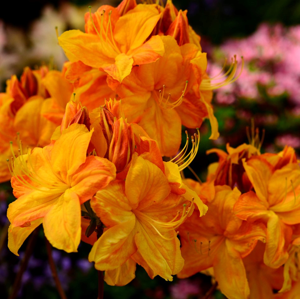 Plant Image