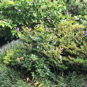 Plant in Context Image