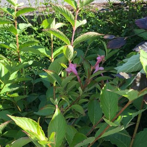 Plant Image