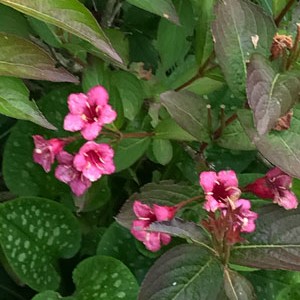 Plant Image