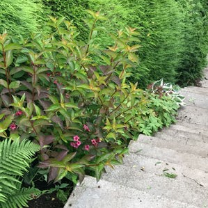 Plant in Context Image