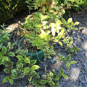 Plant Image