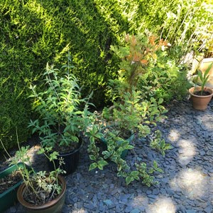 Plant in Context Image