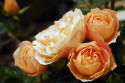 Peachy roses