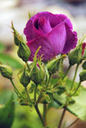 Purple roses