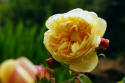 Yellow roses